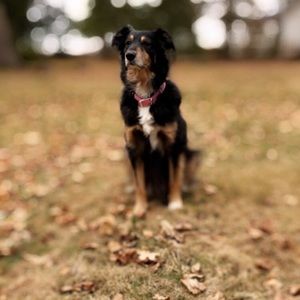 Meet your Posher, Tyler